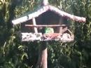 oiseaux