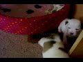 Jug Puppies at Play