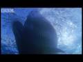 Sei Whale Feeding Frenzy - Blue Planet - BBC wildlife