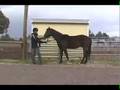 Part2 Equine Body Lang. Study, Train Horse to Pick Up Feet
