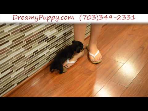 Very Cute Female Toy Dachshund Puppy 2