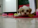 Giselle brincando Giselle brincando
