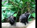 The land-dwellers at Universeum