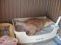 Click here to watch this video 茶トラ子猫 うんちでるよー