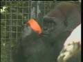 Primate Popsicles