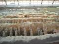 Terra-Cotta Army