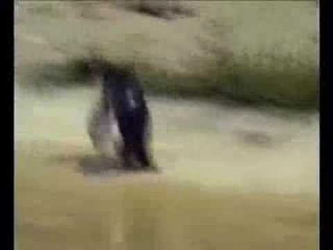 Pinguin