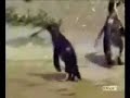 Hakkende Pinguins