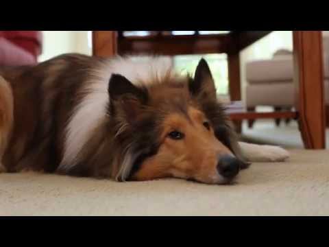 Product Demonstration - BISSELL® PowerLifter® Pet Vacuum 1309