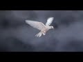 una paloma blanca - La compa