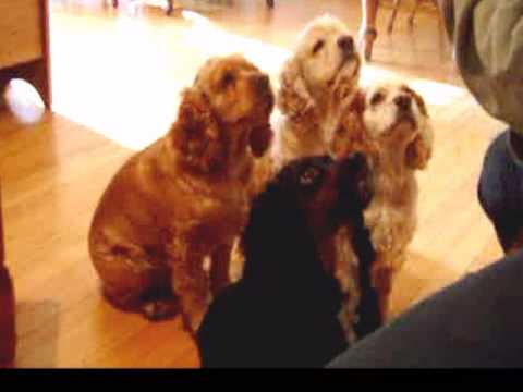 Cocker spaniel and goodies