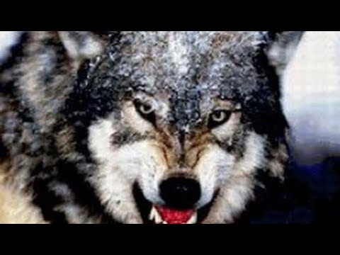 Волчья стая. Жизнь с волками