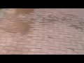 كلب حراسة يهاجم لص بشراسة في دبي