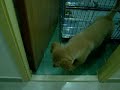 Mobe 3 mths old......video 1