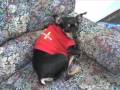 Pinscher  tory