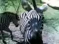 Zebra petting
