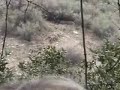 Hunting Wild Boar