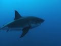 The Great Whites of Guadalupe Island, Mexico