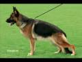 Meine Deutschen Schäferhunde