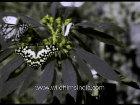how to care euphorbia plant