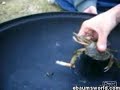 Smoking Crab