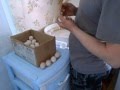 Инкубатор бытовой,закладка куриных яиц