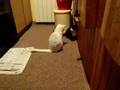 cats playing