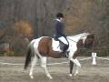 videos de Wookie in dressage