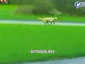 Videos de Primera
