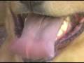 Heatstroke in Dogs
