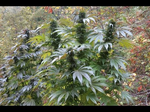 how to harvest a guerilla grow