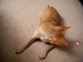 Simba, the half cat dog