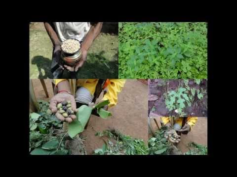 how to grow voacanga africana
