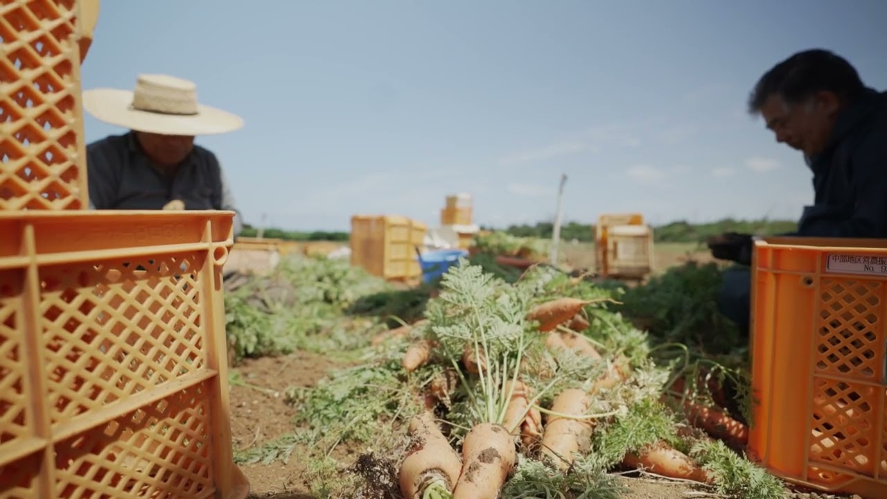 うるま市ガイドマップ「うるまいろ」 津堅島（2）人参収穫風景の画像