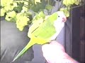 Parrot (quaker)