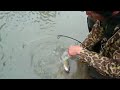 Fishing for Arctic Grayling near Fairbanks, Alaska
