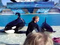 Sea world Killer Whale Shamu video