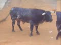 Toros en la pobla tornesabulls in street la pobla-castellon-spain