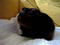 videos de Puk0009