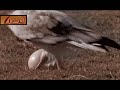 ��� ������