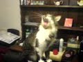 gizmoth meow meow