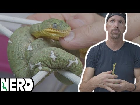 YouTube reptile video