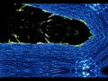 Soothing Sounds of The Amazon Rainforest