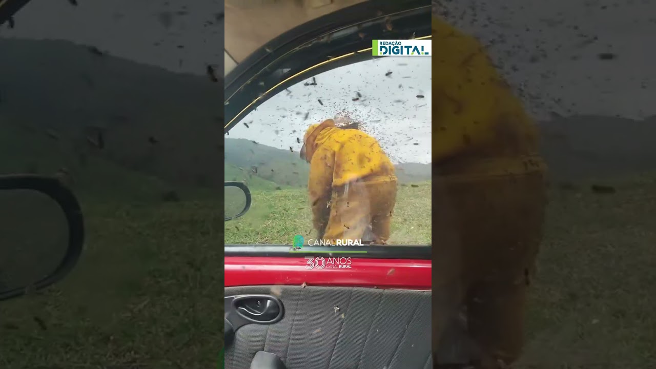 Enxame de abelhas invade carro durante colheita de mel em MG