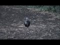 Cody Knoop's longbeard he got on May 8th in Southwestern WI. Amature Video...