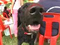 Penang Dog Agility Competition
