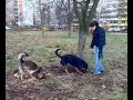 Cansi & Buster buddeln ein Löchlein Cansi & Buster buddeln ein Löchlein