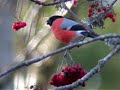 bullfinch bullfinch
