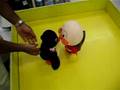 Behold the power of the penguin.