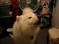 Mystic howling for shofar on Michael's recording_video 10-05.avi